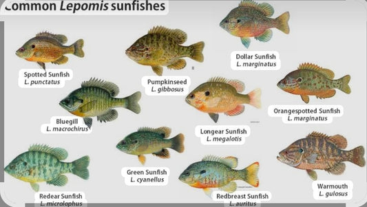 Sun Perch Fuzzy Ball